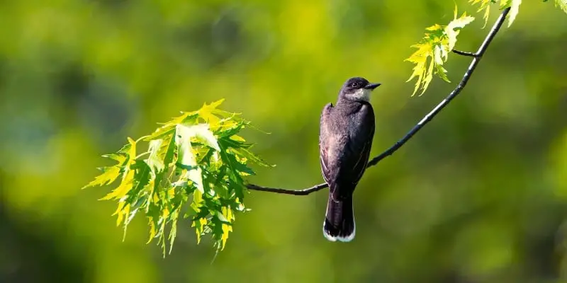 The Eastern Kingbird - A Bird's Life
