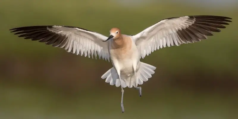 6 Things You Didn’t Know About the American Avocet