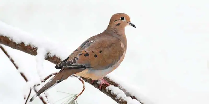 Mourning Dove Wisconsin Birds: Checklist of all State Bird Species