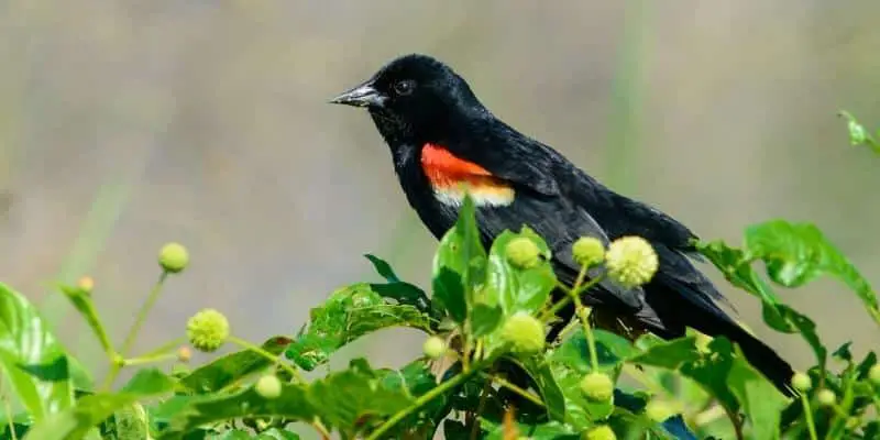 Red winged 12 Amazing Missouri Birds Species