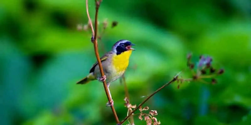 Michigan birds