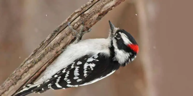 downy wood Florida Woodpeckers Species