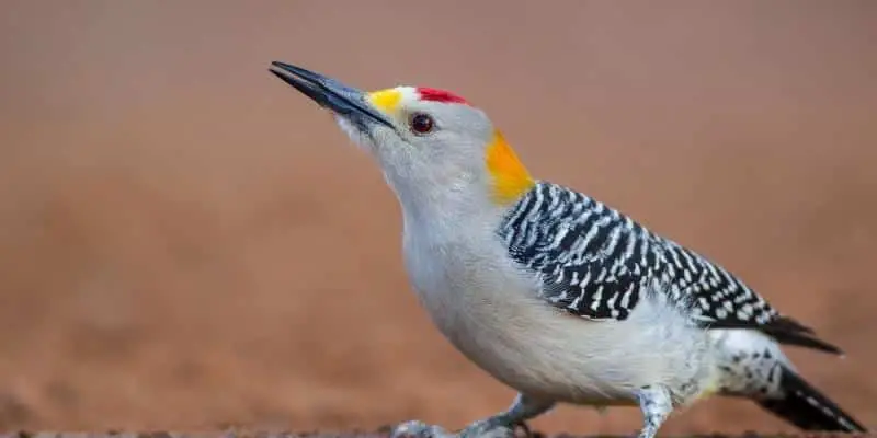 vvvFlorida Woodpecker Facts