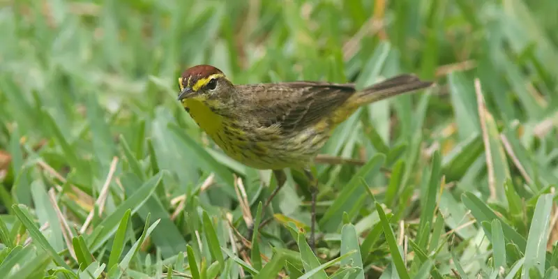 2 2 The Amazing Palm Warbler Bird: A Closer Look at This Unique Bird
