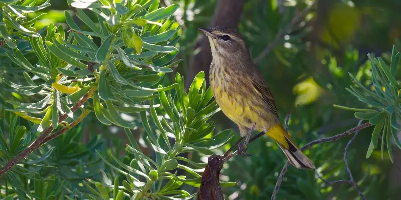 4 1 The Amazing Palm Warbler Bird: A Closer Look at This Unique Bird