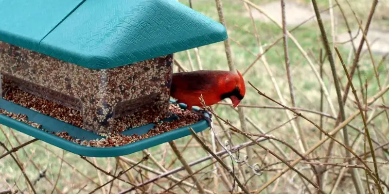 6 How to Choose the Right Cardinal Bird Feeder for Your Backyard