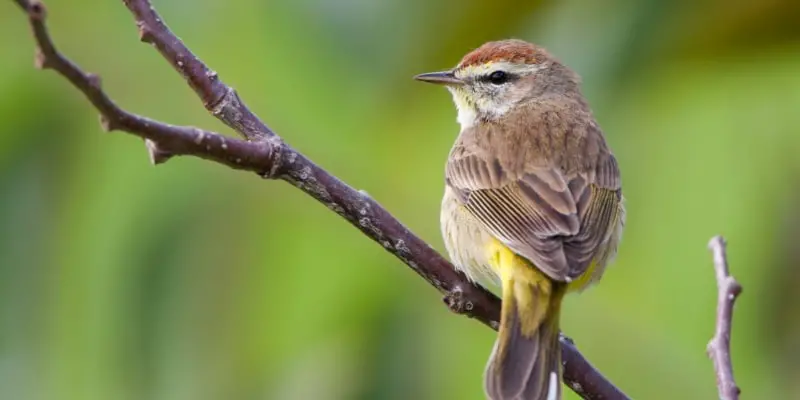 8 1 The Amazing Palm Warbler Bird: A Closer Look at This Unique Bird
