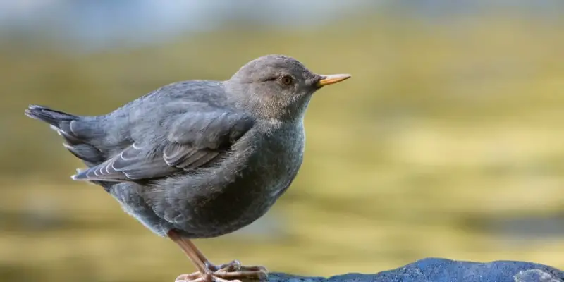 Cincle plongeur Apprenez à connaître les 13 oiseaux les plus communs du Colorado
