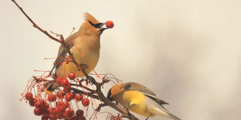 Cèdre Apprenez à connaître les 13 oiseaux les plus communs du Colorado