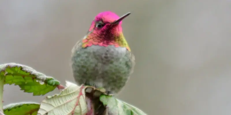 Hummingbirds Annas Hummingbird Get to Know the 13 Most Common Birds of Colorado