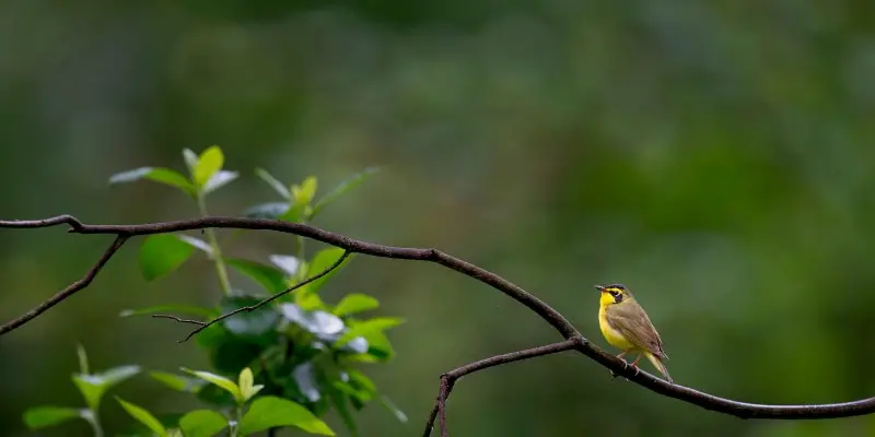 Kentucky Warbler The Birds Of Arkansas