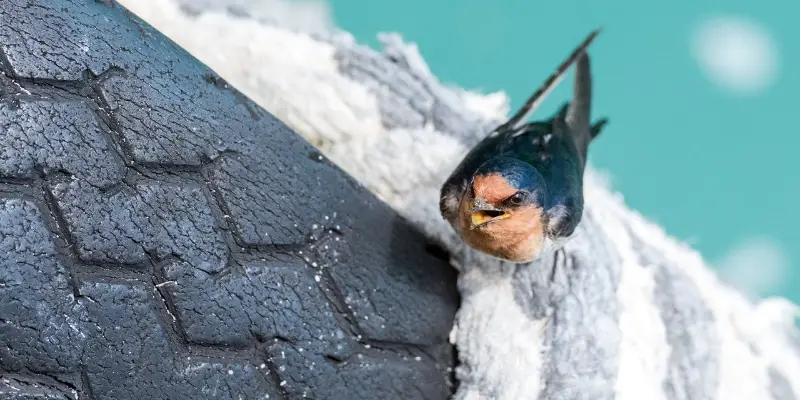 Martinets Hirondelle rustique Apprenez à connaître les 13 oiseaux les plus communs du Colorado