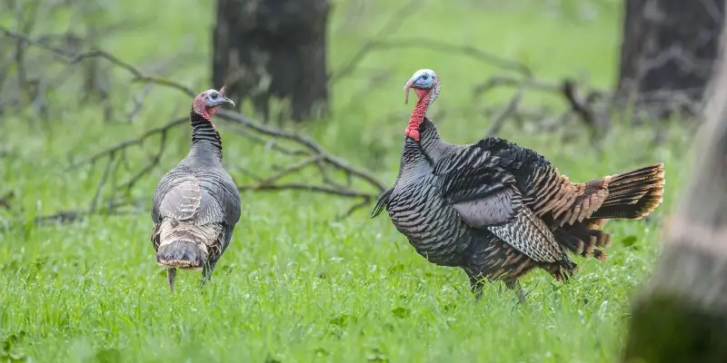 Wild Turkeys Sandhill Turkey Get to Know the 13 Most Common Birds of Colorado