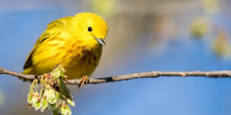 Paruline jaune Les oiseaux de l'Arkansas