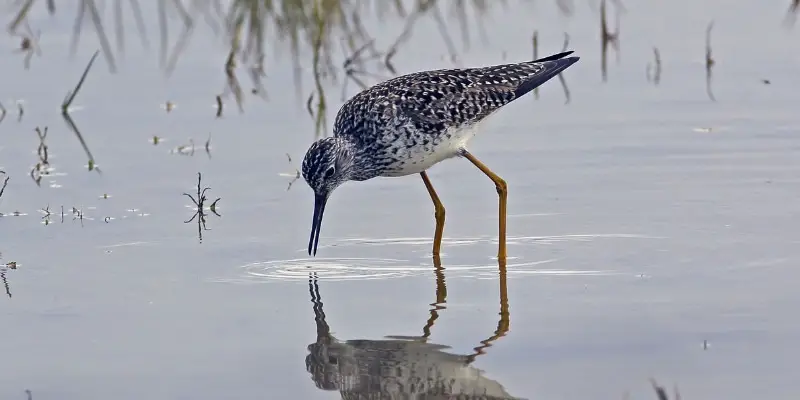 1 4 The Lesser Yellowlegs, the Bird of Prey You Have Never Heard Of