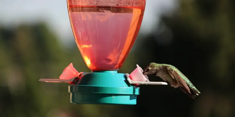Recette de mangeoire pour colibris