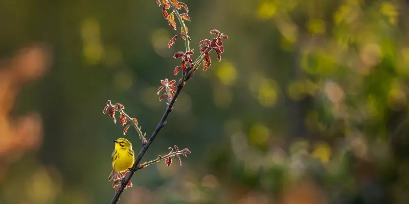2 1 Prairie Warblers A new birding hotspot in the Midwest