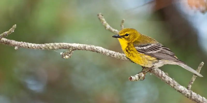 3 1 The Pine Warbler Bird, A Rare Species, Is Vanishing. Here's How You Can Help