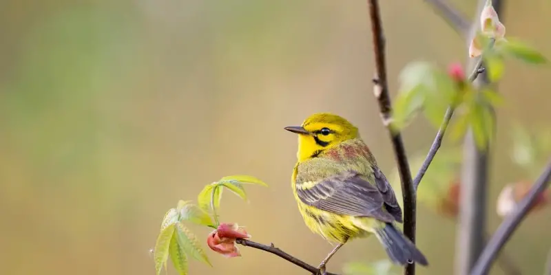 3 2 Prairie Warblers A new birding hotspot in the Midwest