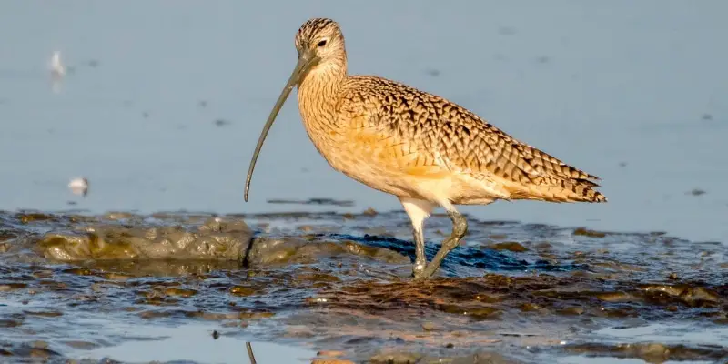 3 3 The Lesser Yellowlegs, the Bird of Prey You Have Never Heard Of