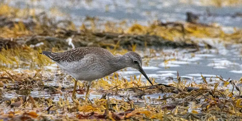 3 4 The Lesser Yellowlegs, the Bird of Prey You Have Never Heard Of