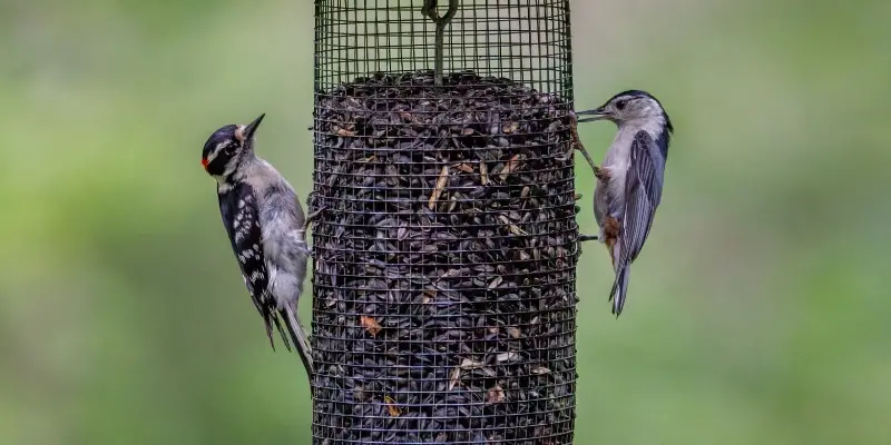 The Basics of Building a Feeder