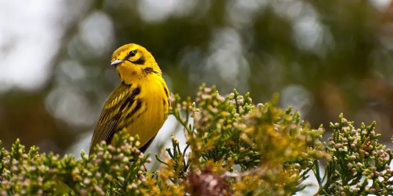 4 1 Prairie Warblers A new birding hotspot in the Midwest