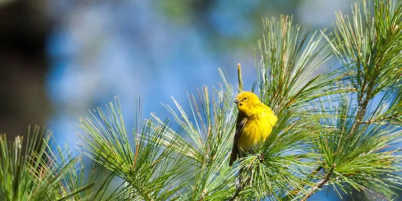 4 The Pine Warbler Bird, A Rare Species, Is Vanishing. Here's How You Can Help