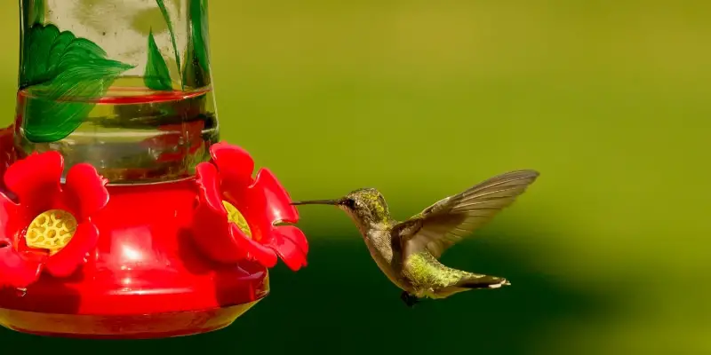 the Female Ruby-Throated Hummingbird