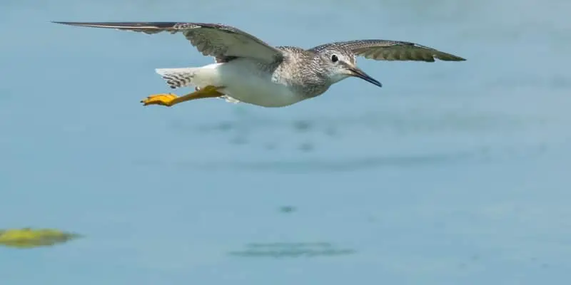 5 The Lesser Yellowlegs, the Bird of Prey You Have Never Heard Of