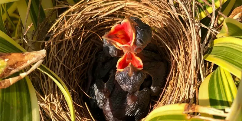 6 3 Construire et entretenir un nid de bébé colibri : Un guide illustré