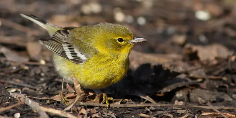 6 The Pine Warbler Bird, A Rare Species, Is Vanishing. Here's How You Can Help