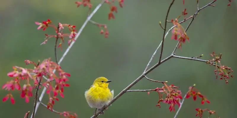 7 The Pine Warbler Bird, A Rare Species, Is Vanishing. Here's How You Can Help