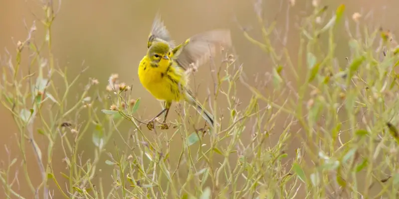 8 1 Prairie Warblers A new birding hotspot in the Midwest