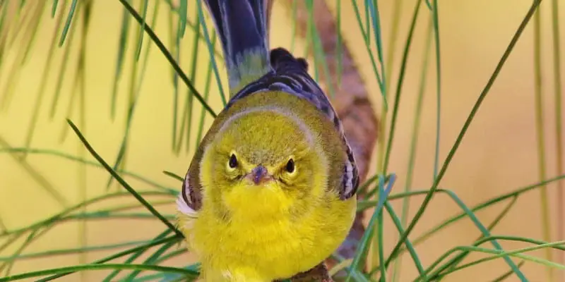 8 The Pine Warbler Bird, A Rare Species, Is Vanishing. Here's How You Can Help