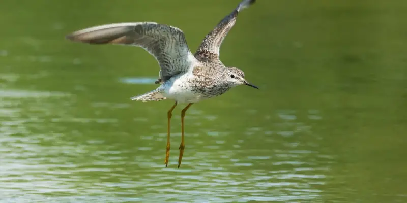 9 2 The Lesser Yellowlegs, the Bird of Prey You Have Never Heard Of