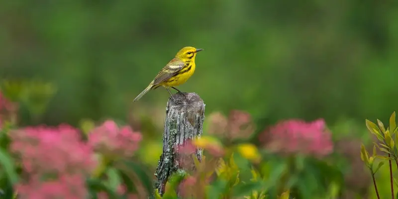 9 Prairie Warblers A new birding hotspot in the Midwest