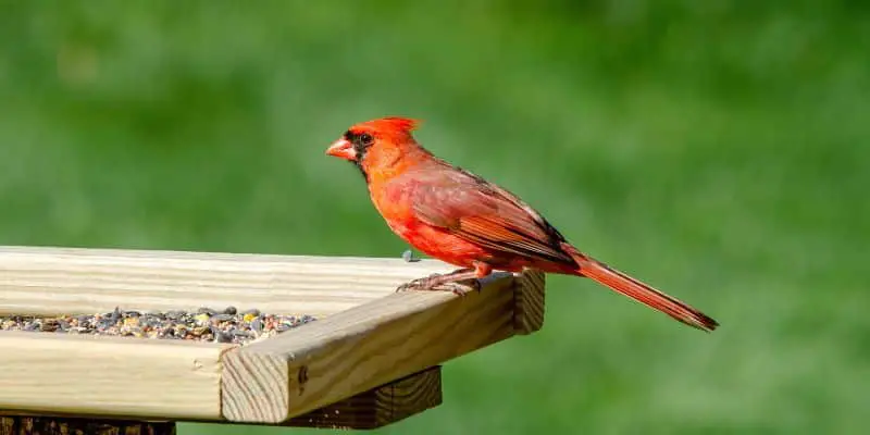 cardinal bird feeder