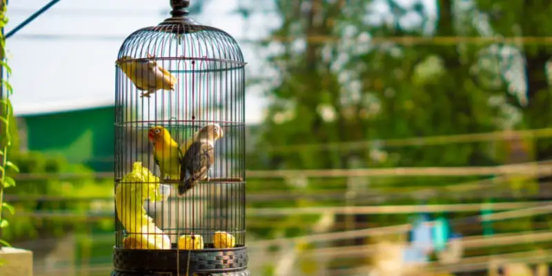Cage d'élevage d'oiseaux