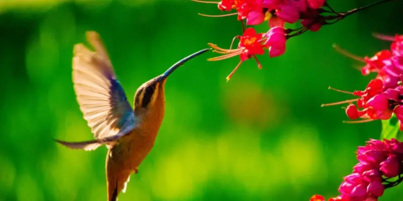 A quoi ressemble un bébé colibri