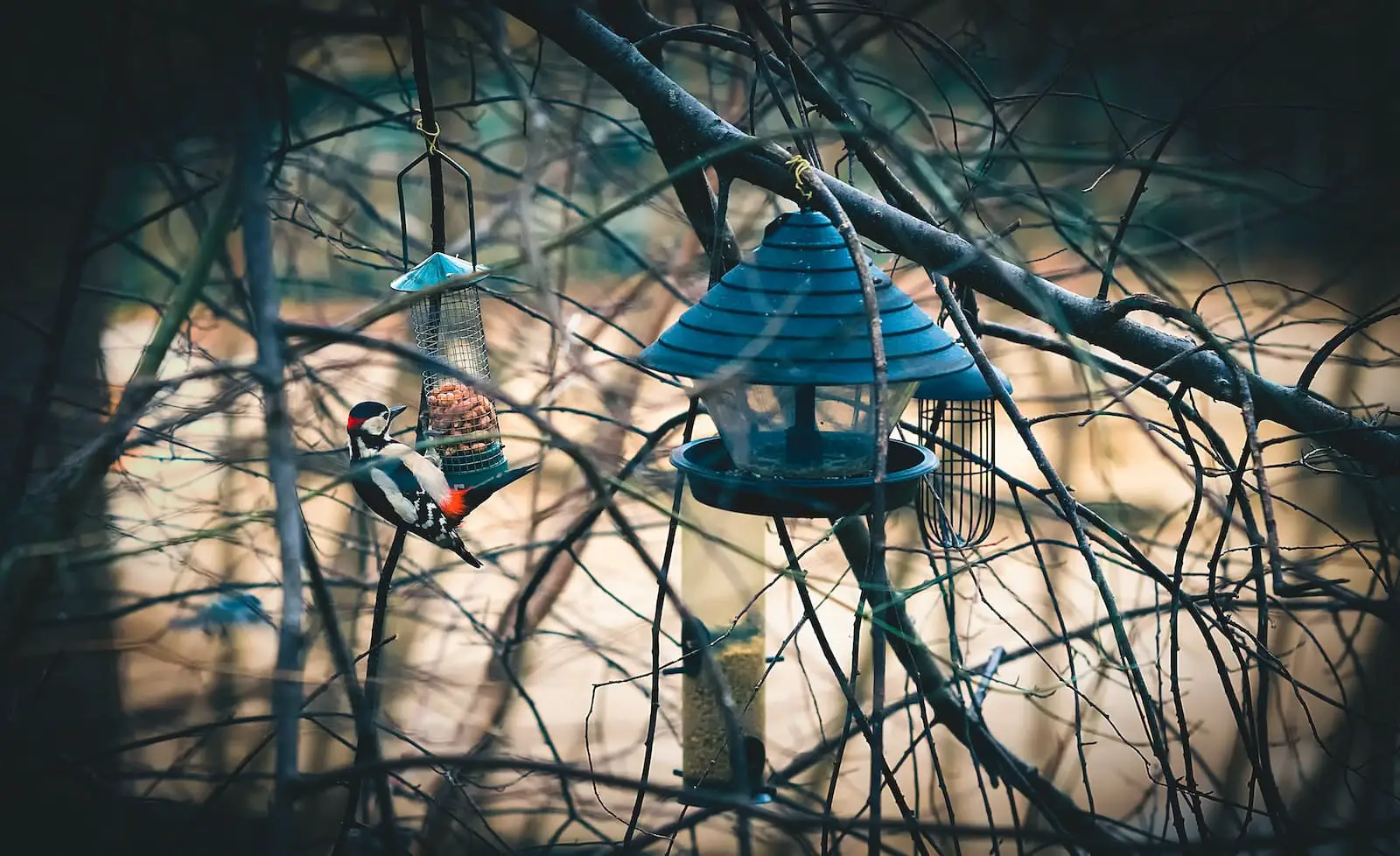 Photographie à mise au point sélective d'un pic mineur se perchant sur une mangeoire pour oiseaux