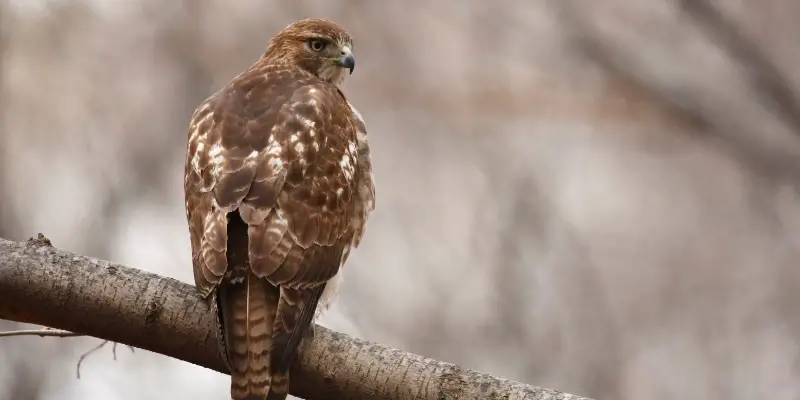 A Quick Guide to Red Tailed Hawk vs Red Shoulder Hawk 