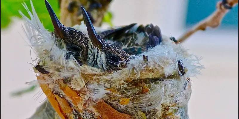 Sites de nids de bébés abeilles et colibris