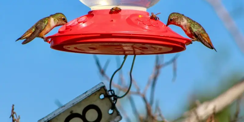 Tips for Keeping Ants out of Your Hummingbird Feeder