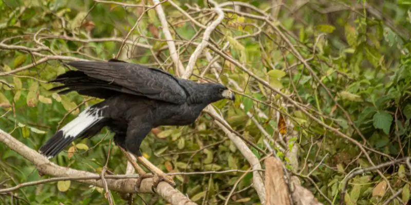 the Black Hawk Bird