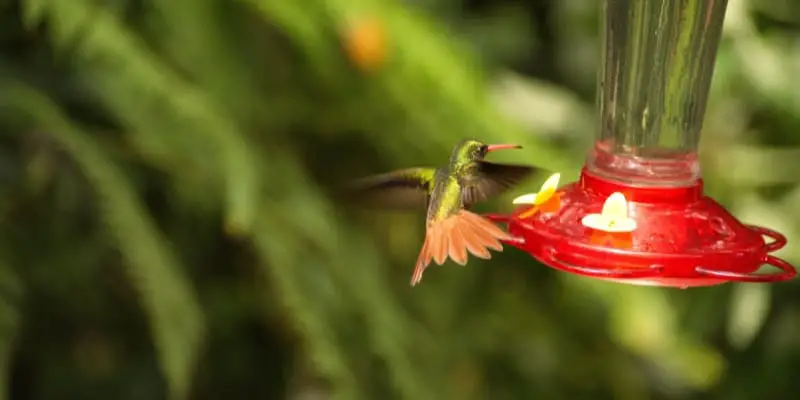 Tips for Keeping Ants out of Your Hummingbird Feeder