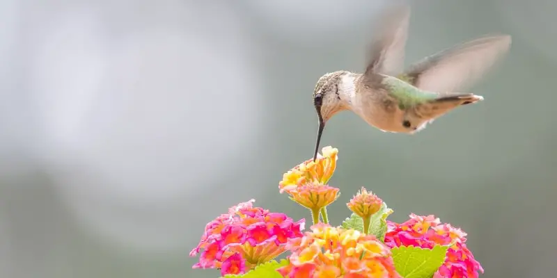 What does a baby hummingbird look like