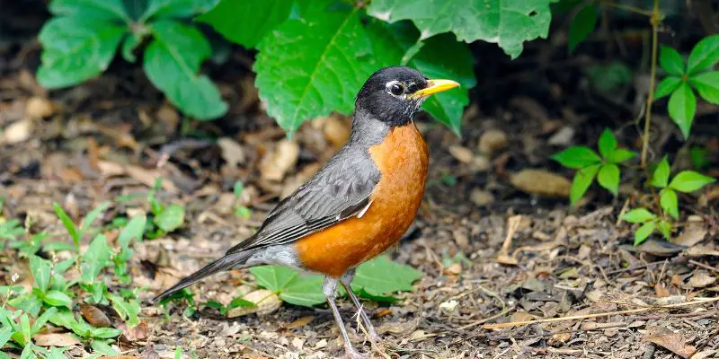 Espèces d'oiseaux les plus communes trouvées dans le Wisconsin