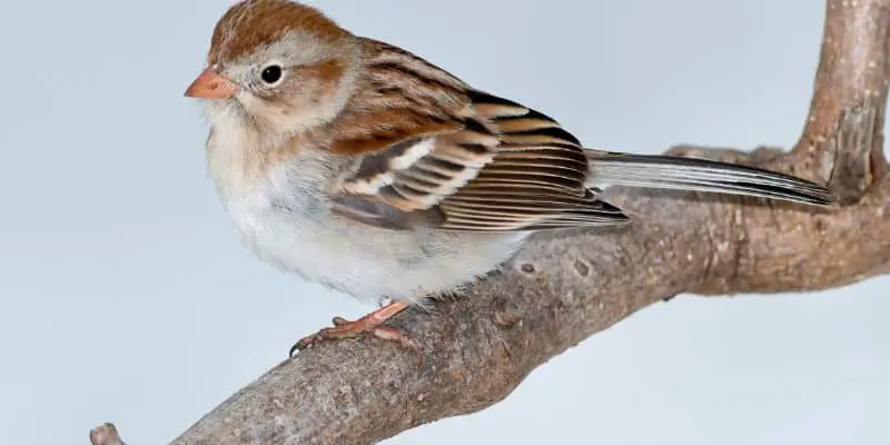 Espèces d'oiseaux les plus communes trouvées dans le Wisconsin