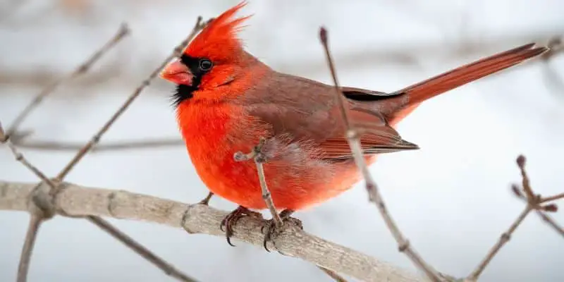 Birds Found in Wisconsin